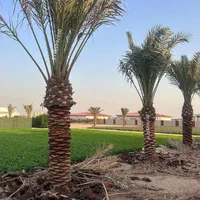 نیشکر نخل خرما انبه برحی درخت نهال قهوه|گل و گیاه طبیعی|کارون, |دیوار