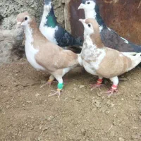 کبوتر بوم|پرنده|مشهد, سمزقند|دیوار