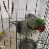 شاه طوطی خونگی