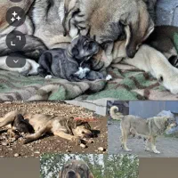 سگ پژدر ماده درجه ۱