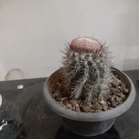 گل و گیاه و کاکتوس|گل و گیاه طبیعی|قم, بلوار امین و ساحلی|دیوار