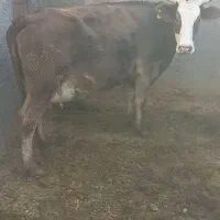 گاوگوشتی.وشیری|حیوانات مزرعه|معصومیه, |دیوار