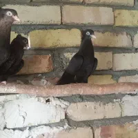 دو تا جوجه  ذاق