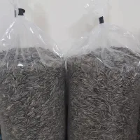 تخمه مشکی آفتابگردان