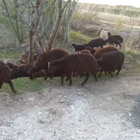 21تا بره درجه یک نگهداری نر‌‌ 11 تا ماده 10