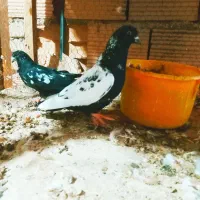 پیدا شد|حیوانات|سبزوار, باهنر|دیوار