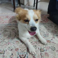 گمشده|حیوانات|فردیس, فردیس|دیوار