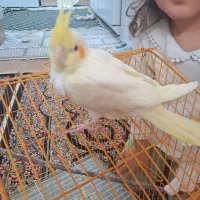 پرنده
