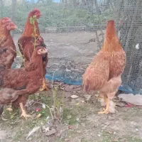 جوجه برهما و امپراطور