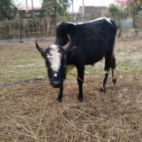 ورزا سیاه سل چالوسی|حیوانات مزرعه|رشت, حومه رشت|دیوار