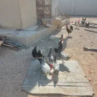 مرغ و خروس|حیوانات مزرعه|کاکی, |دیوار