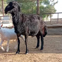 بره قوچ قره قزل لخت موفری