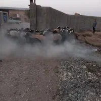 بسم الله فروش قوچ و میش های اصیل شال|حیوانات مزرعه|شال, |دیوار