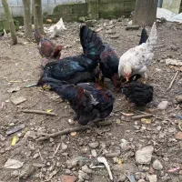 مرغ خروس نیمچه|حیوانات مزرعه|رشت, توشیبا|دیوار