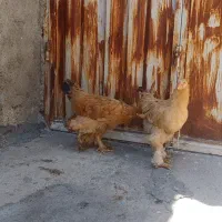 مرغ و خروس گلین اصل