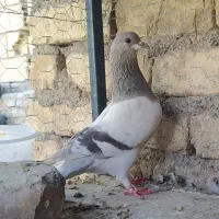 کبوتر دمگیر