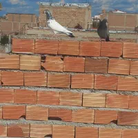 چند تا کبوتر