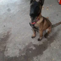 توله مالینویز ۳ماهه ماده