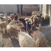 ماده درشت جوان