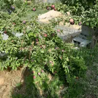 تمام کارباغ را انجام میدم