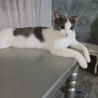 واگذاری گربه رایگان|گربه|تهران, زیبادشت|دیوار