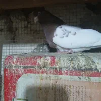 معاوضه چند جفت کله ای  با سگ قدرجونی یا زنبور|پرنده|سمیرم, |دیوار