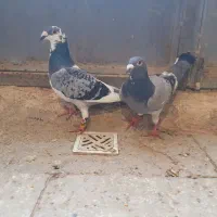 جفت نرو ماده مسافتی