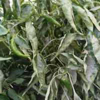 فلفل ریزه تند و شیرین|خوردنی و آشامیدنی|قهدریجان, |دیوار