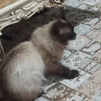 گربه هیمالین