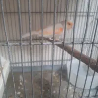 قناری نر مست