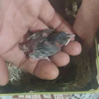 جوجه سهره