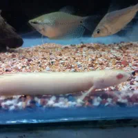 ماهی پلی،فلگ تیل،گورامی