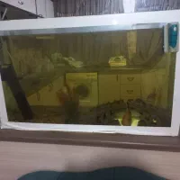 آکواریوم سالم|ماهی|بومهن, |دیوار