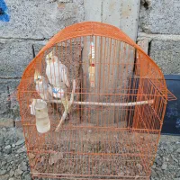 عروس هلندی|پرنده|پارس‌آباد, |دیوار