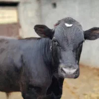 کوساله نر سویسی