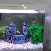 آکواریوم ماهیران ۳۰×۴۳×۶۰|ماهی|اهواز, بهارستان|دیوار