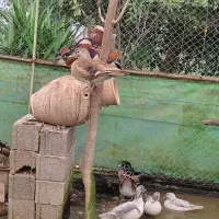 ماندارین و کارولین|حیوانات مزرعه|لاهیجان, کوی آزادگان|دیوار