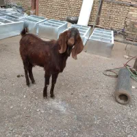 چبش مناسب برای نسل