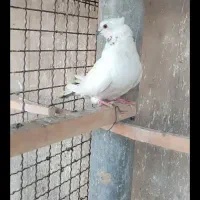 کفتر گم شده|حیوانات|ملایر, |دیوار