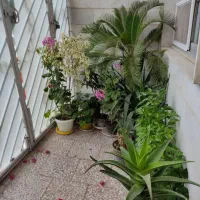 سوئیت مبله و تمیز در مرکز شهر(توشیبا)|اجارهٔ کوتاهمدت آپارتمان و سوئیت|رشت, دباغیان|دیوار