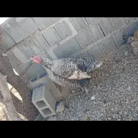 ۱ عدد بوقلمون نر، نژاد برنز