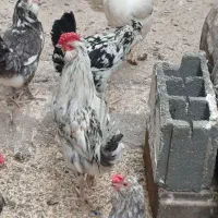 مرغ و خروس گلین ،مرندی ،لهستانی