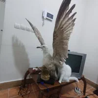 دکوری پرنده|مجسمه، تندیس، ماکت|ماهدشت, |دیوار