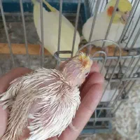 جوجه عروس سرلاکی