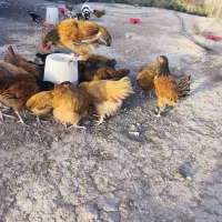 فروش تخم نطفه دار گلین اصل و جوجه های وروک آلمانی