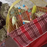 دو عدد مرغ عشق به فروش می‌رسد البته با سبد|پرنده|اسکو, |دیوار