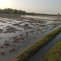 فروش زمین کشاورزی در اتوبان سراوان فومن|فروش زمین و ملک کلنگی|رشت, گلزاران|دیوار