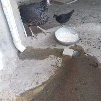 بوقلمون ماده|حیوانات مزرعه|سنقر, |دیوار