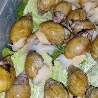 حلزون|خزنده|ساوه, |دیوار