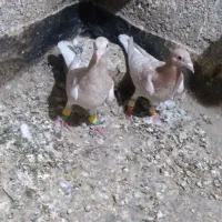 کبوتر